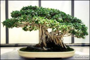 சுற்றுபுறசுழல்- பல தளங்களின் தொகுப்பு  Japanese_bonsai_trees_01