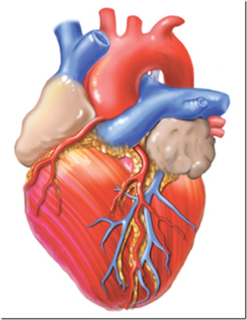 Graphic illustration of a human heart